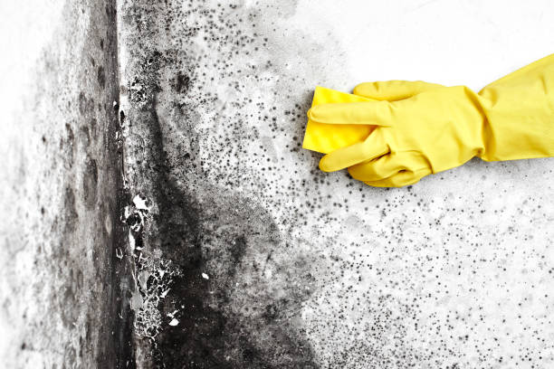 Best Residential Mold Removal  in Cadott, WI