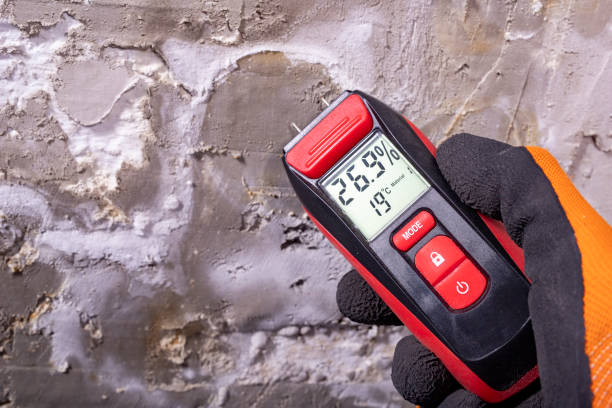 Mold Removal Process in Cadott, WI