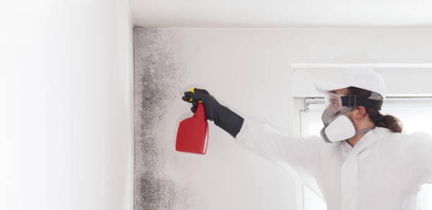 Best Professional Mold Removal  in Cadott, WI