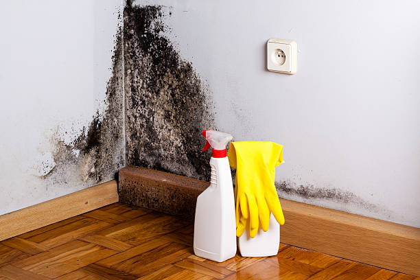 Best Fast Mold Removal  in Cadott, WI