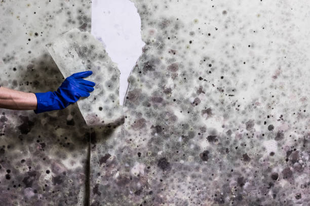 Best Mold Testing  in Cadott, WI