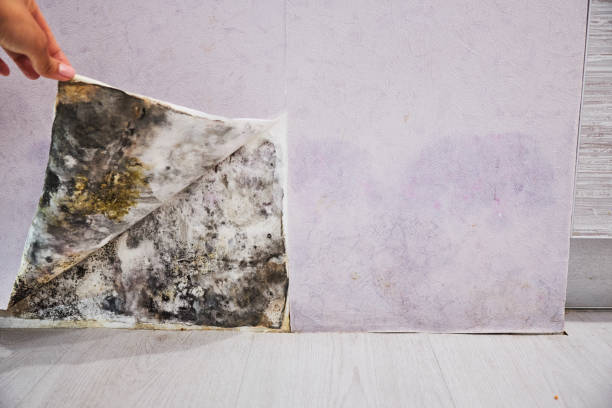 Best Mold Cleaning Services  in Cadott, WI